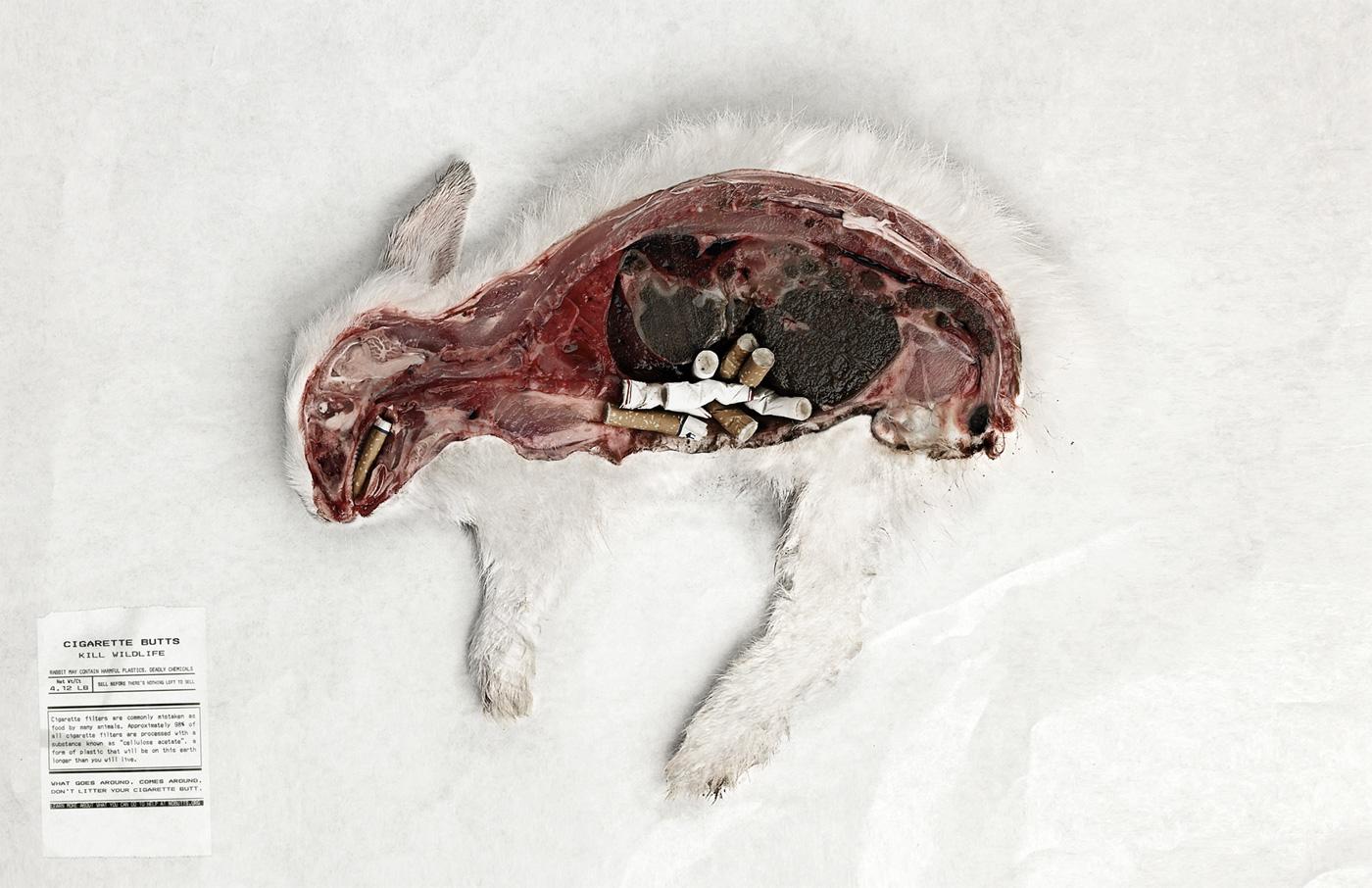 Image of rabbit cut in half so that stomach contents are visible. Stomach is filled with cigarette butts. 