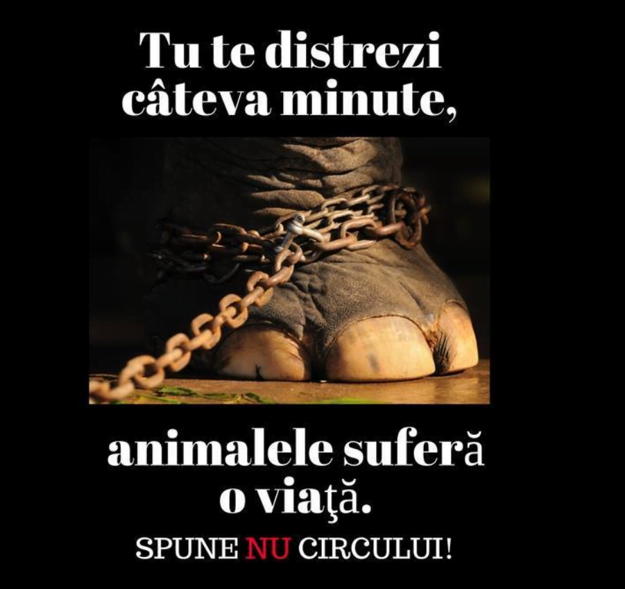 Piciorul unui elefant este prins cu lanțuri. Textul spune 'Tu te distrezi de minune, animalele suferă o viață. Spune NU circului!'