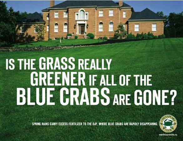 Is the Grass Greener Without Blue Crabs?