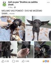 Facebook page Azil za pse "Društvo za zaštitu životinja Rijeka" posted an appeal to get help for 'Učka case' dogs.